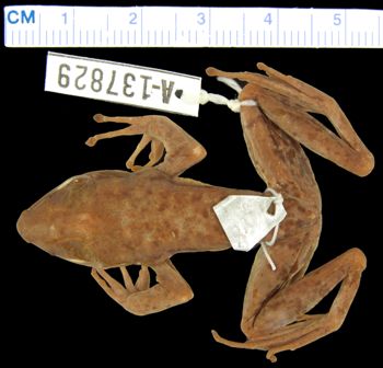 Media type: image; Herpetology A-137829